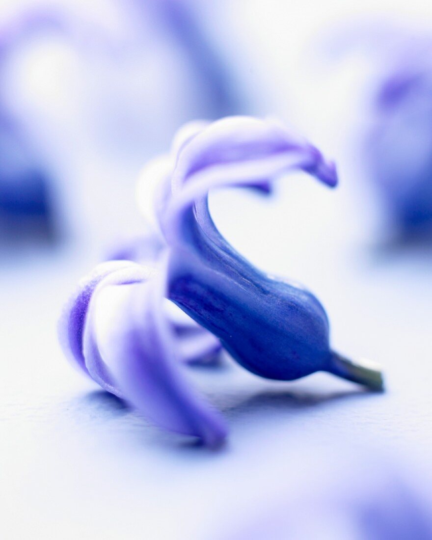 A blue hyacinth flower (Hyacinthus Skyline)