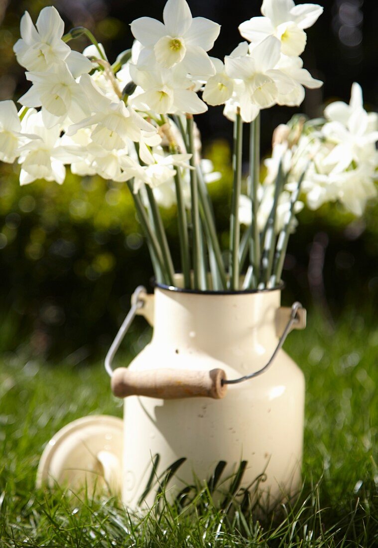 White narcissus flowers in a milk can on a field