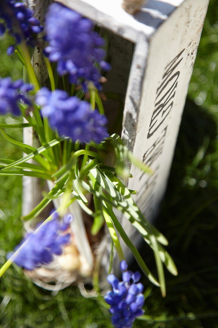 Grape hyacinths in a wooden container in a garden