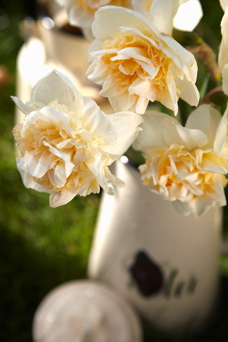 Narcissus flowers in an enamel jug