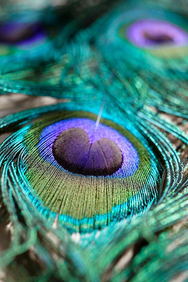 A peacock feather (close-up)