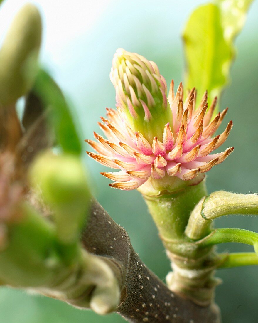 A sprig with buds (close-up)