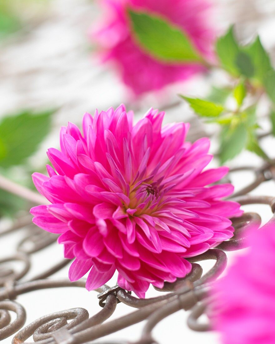 A pink dahlia on a metal grille