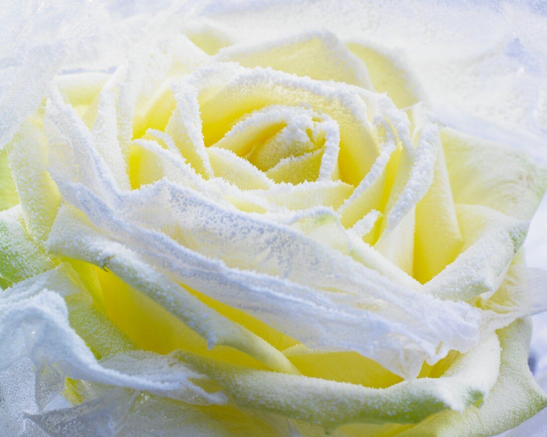 weiße Rosenblüte mit Raureif (Nahaufnahme)