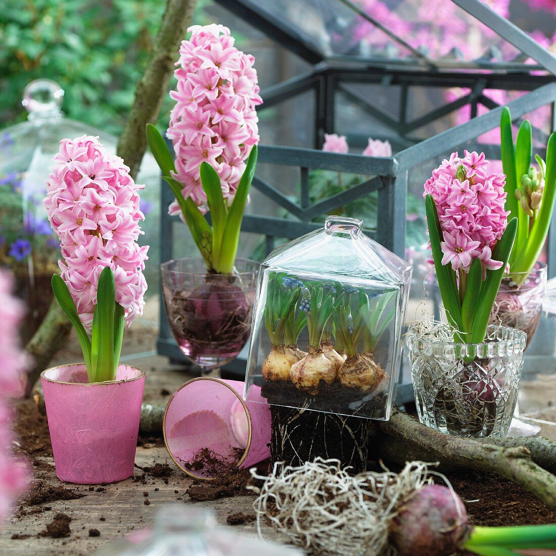 Pink hyacinths in glass pots and under a glass cloche