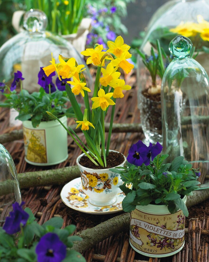 Daffodils and pansies in various pots