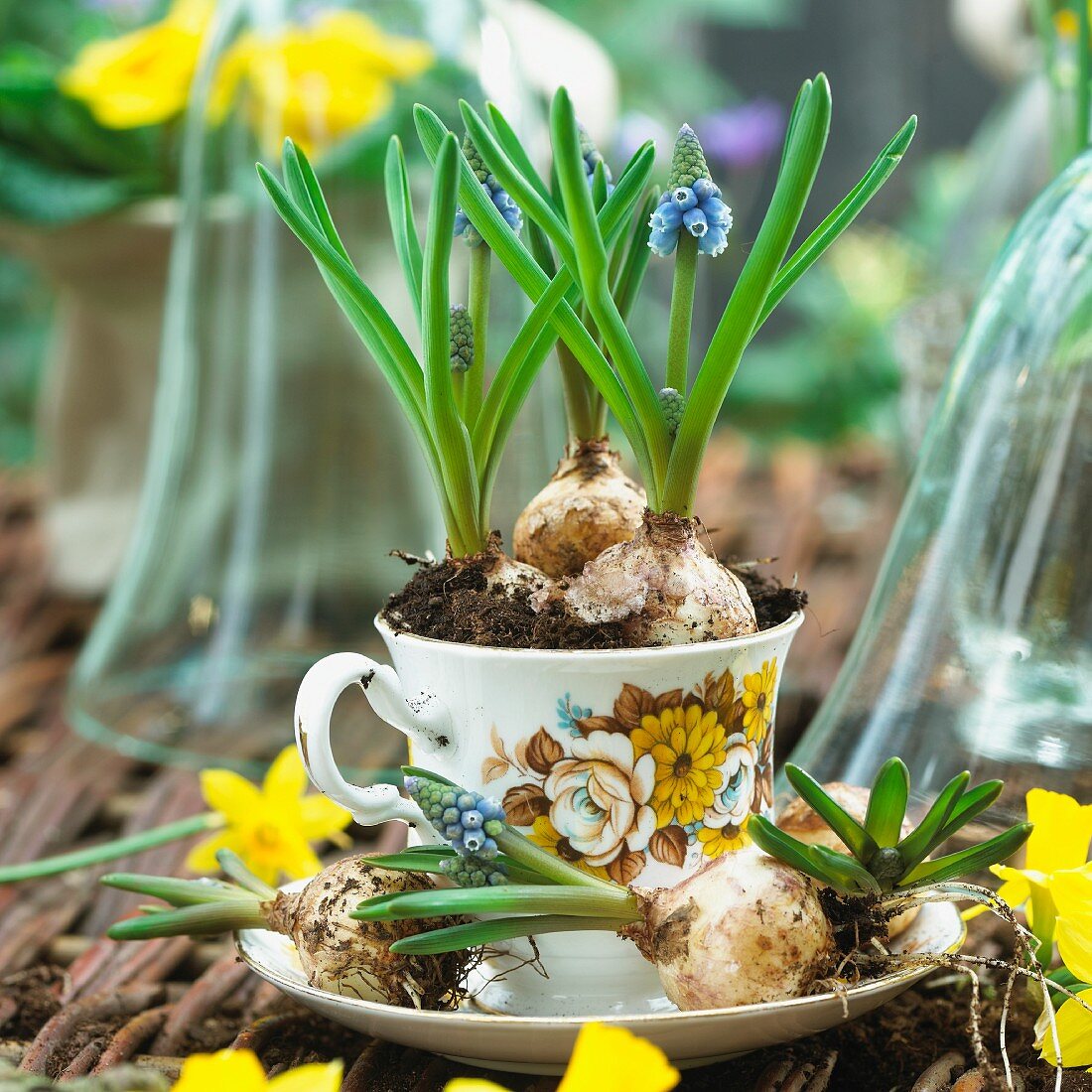 Grape hyacinths planted in a cup