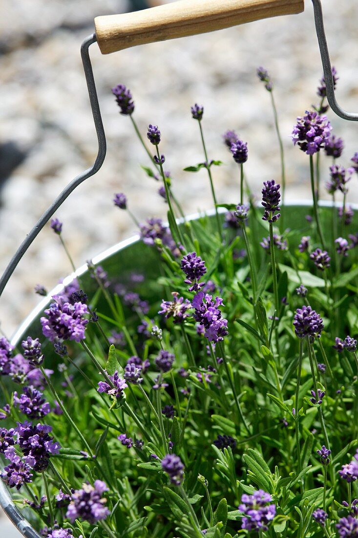 Blühender Lavendel in Pflanzgefäß