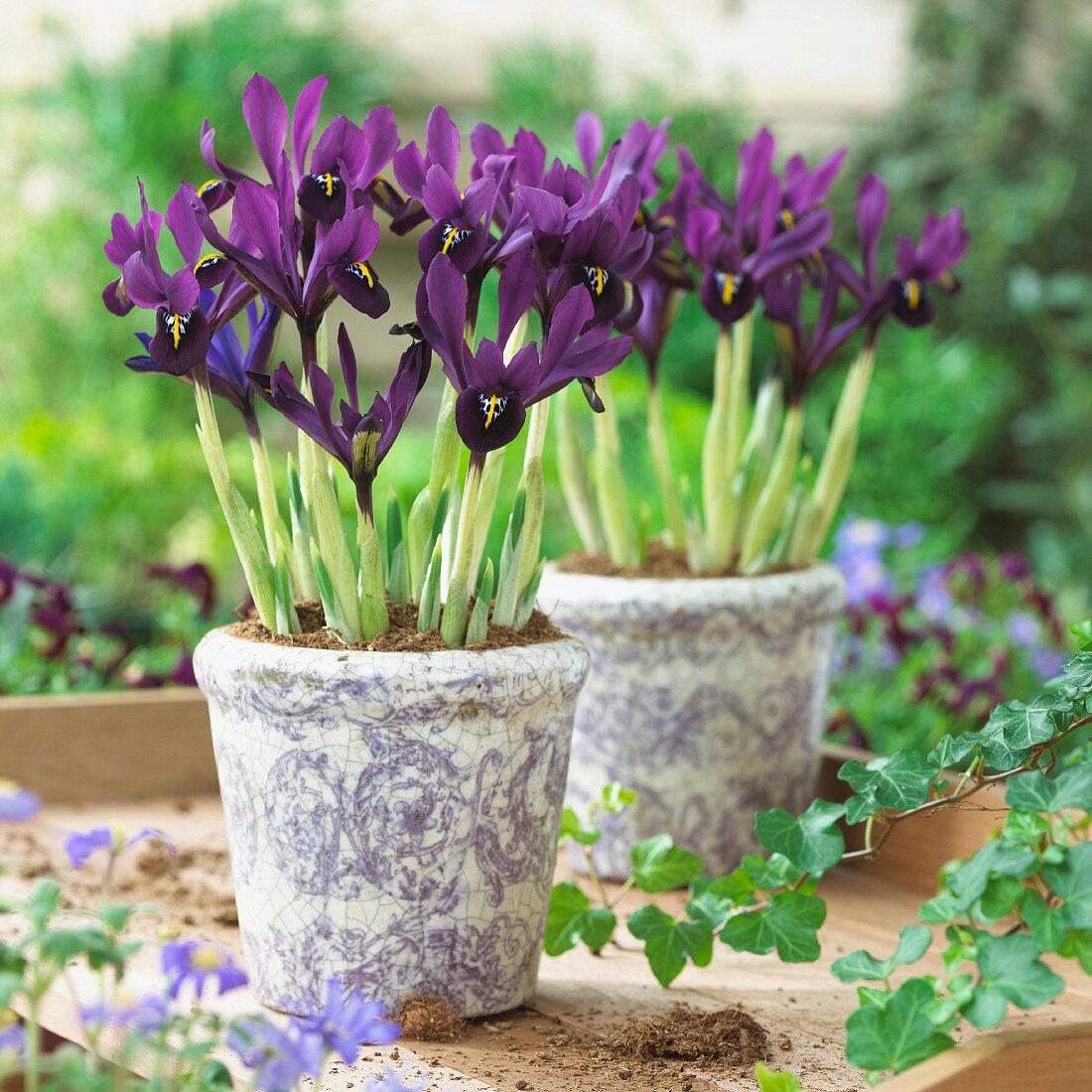 Lilafarbene Zwerg-Iris (Iris Histriodes George) in Töpfen