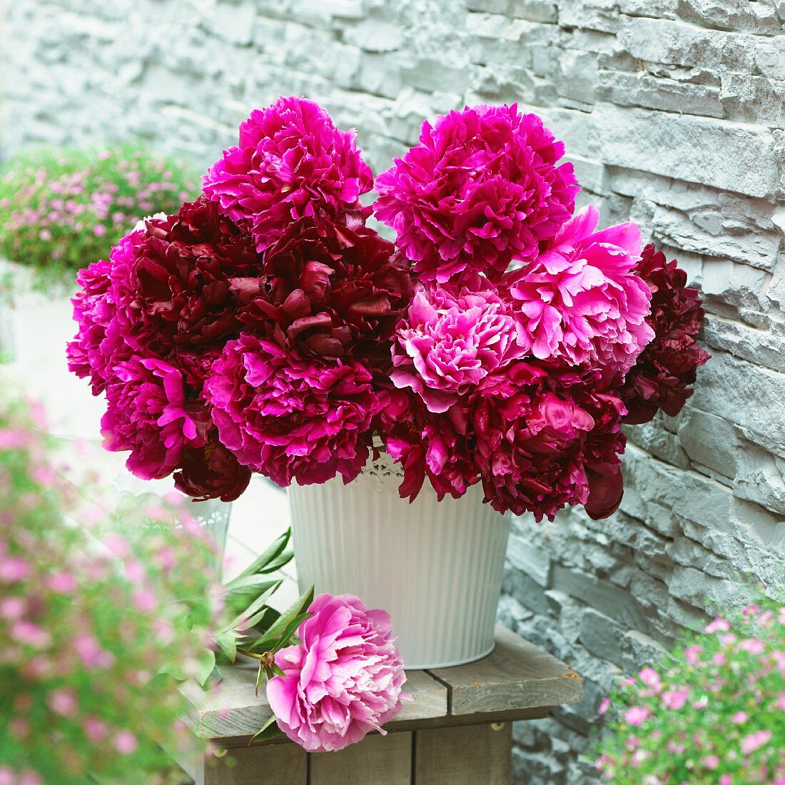 Pink peonies in vase