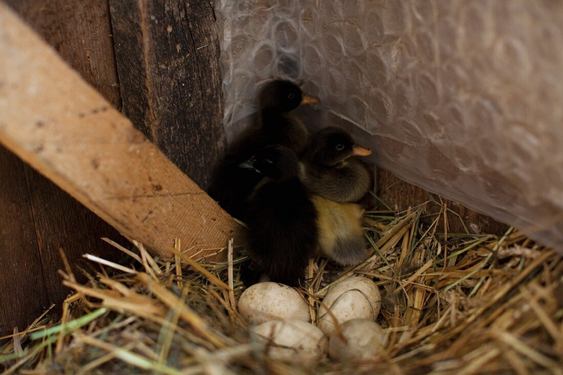 Laufentenküken und Eier im Nest