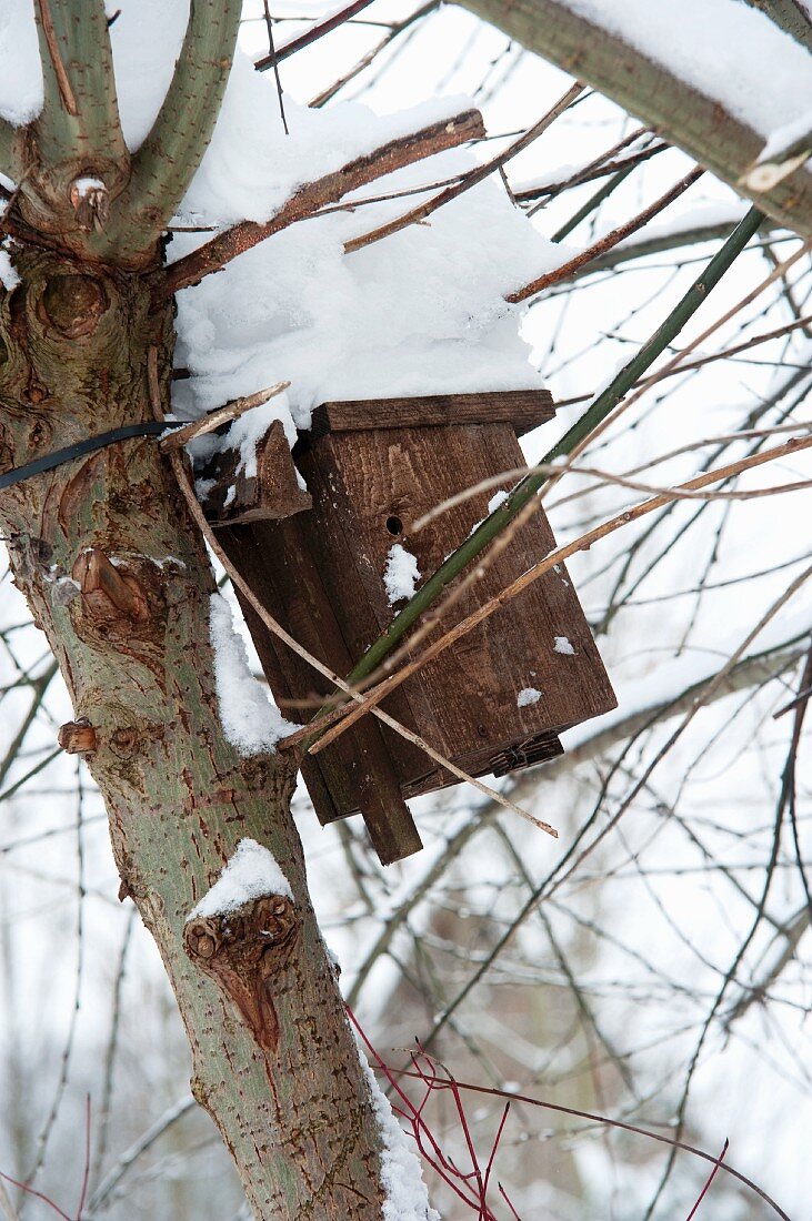 Bird nesting box in winter