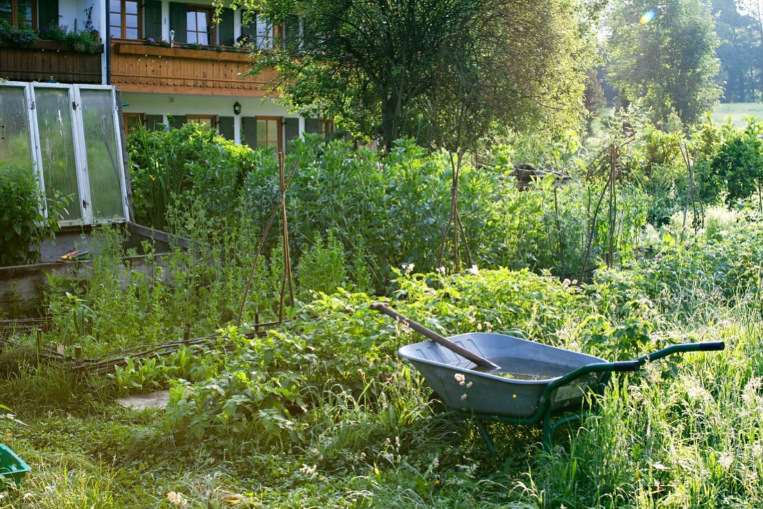 A wheelbarrow in a garden in front of a house