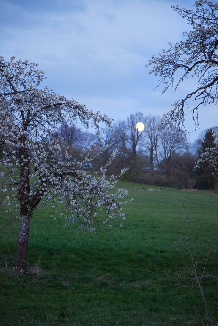 Flowering cherry trees in a garden in the light of the full moon