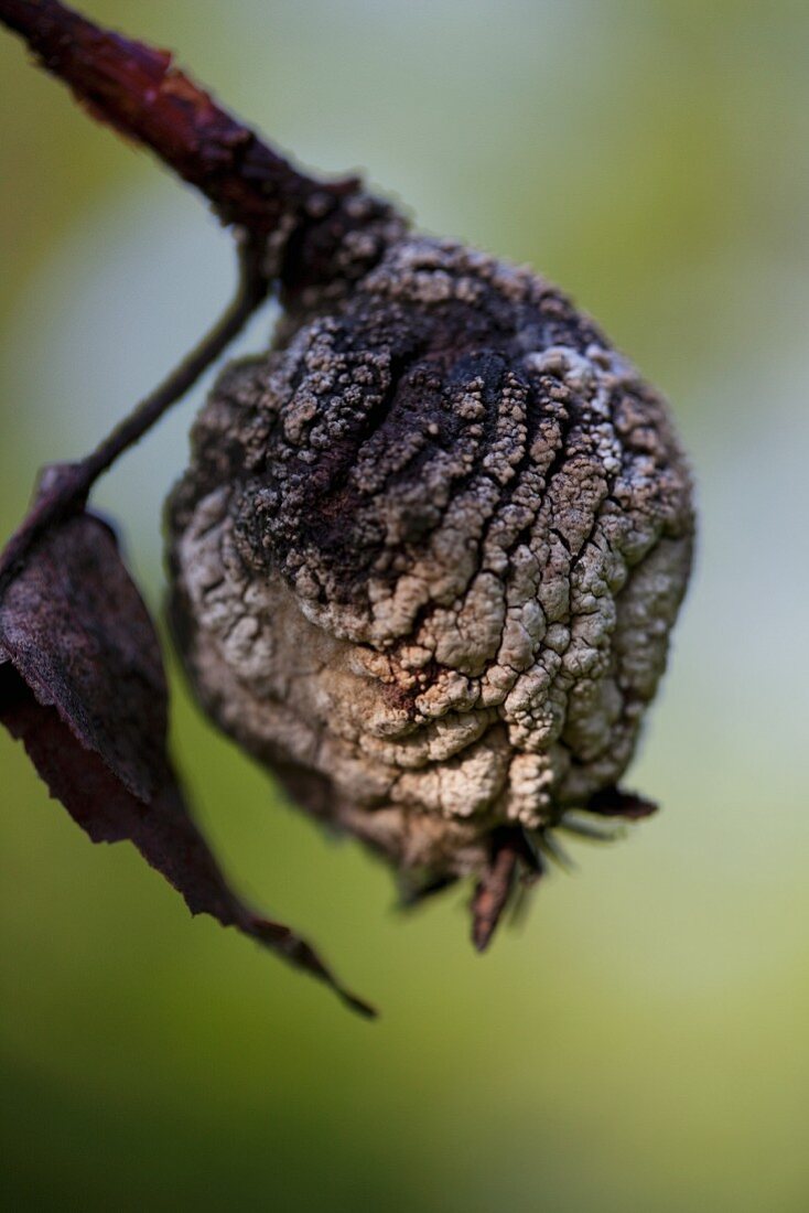 A dried quince on a twig (close-up)
