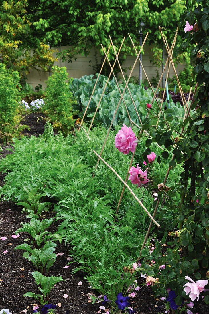 Vegetable bed in garden