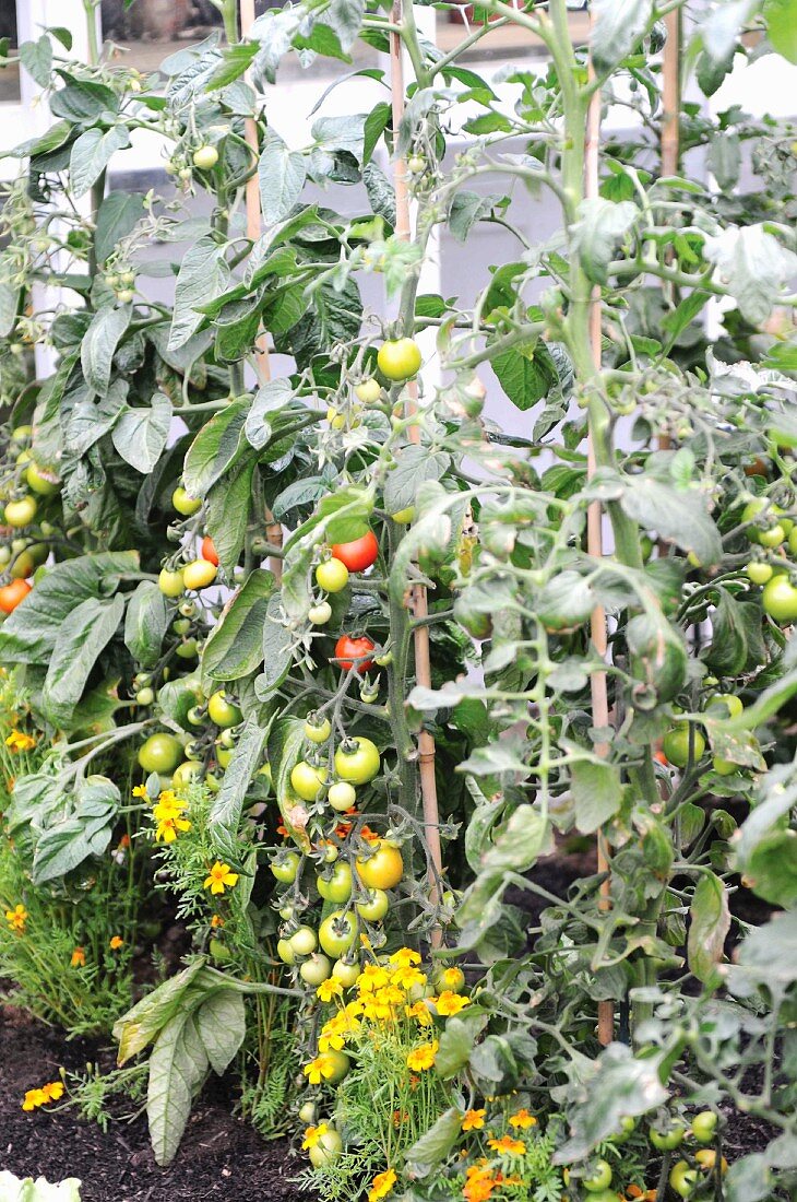 Tomato plants in garden