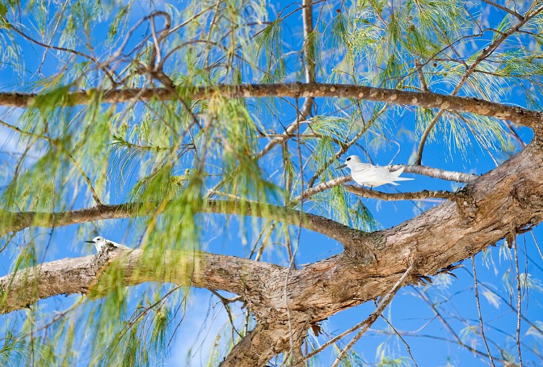 Blauer Himmel über weiße Vögel auf Ästen eines südländischen Baumes