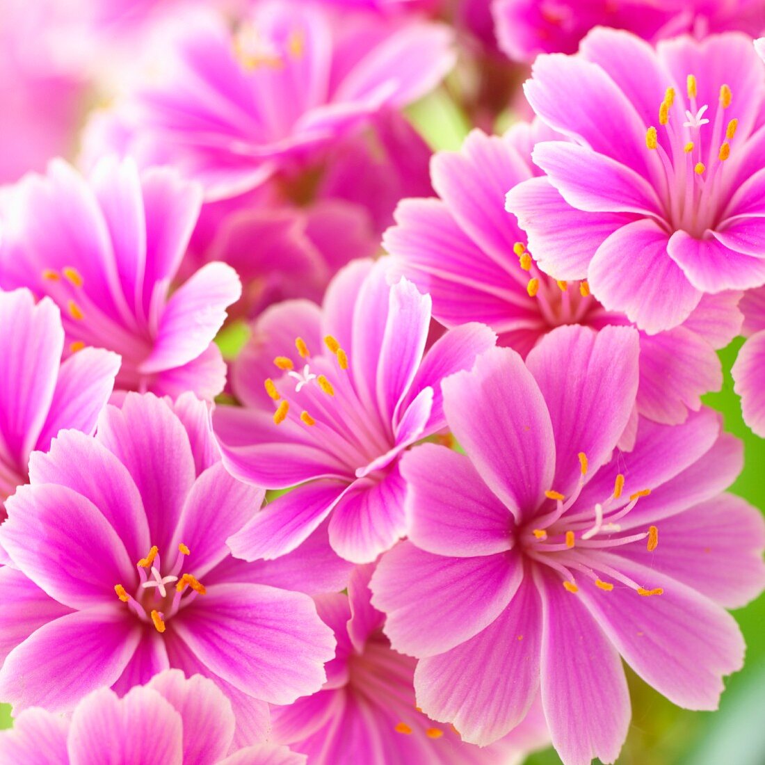 Pinkfarbene Lewisia (Nahaufnahme)