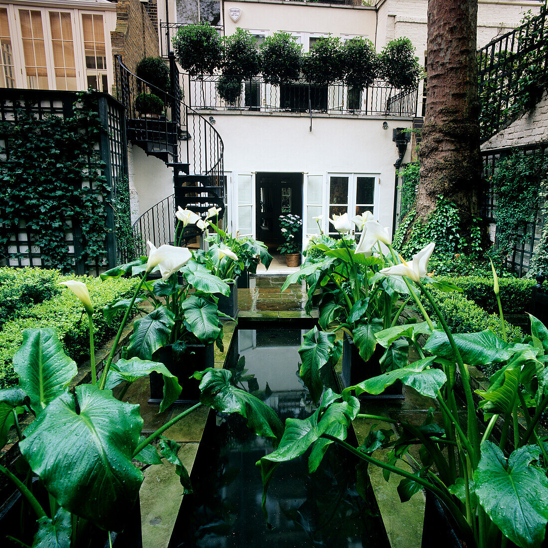 Innenhof mit Wasserbecken und weißen Calla-Lilien (Zantedeschia)