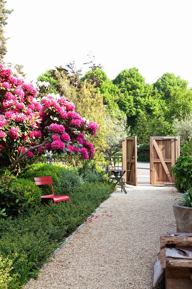 Gravel path with luxuriantly flowering rhododendron to one side and view of wooden garden gate in background