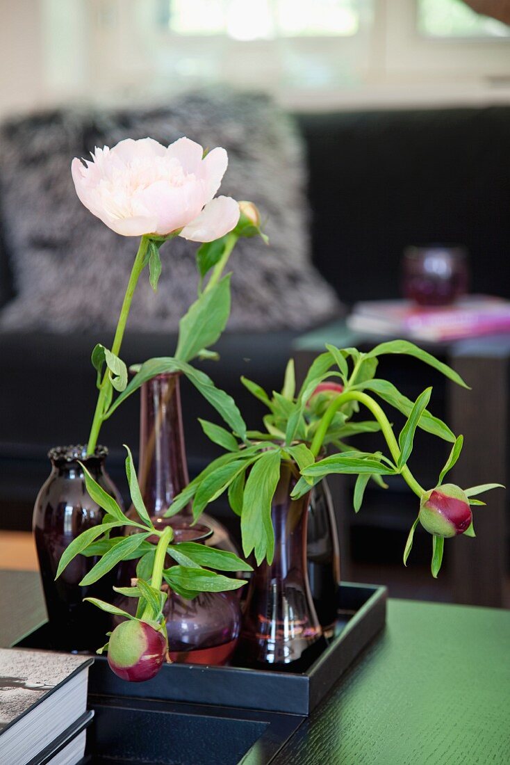 Peonies in various vases on table
