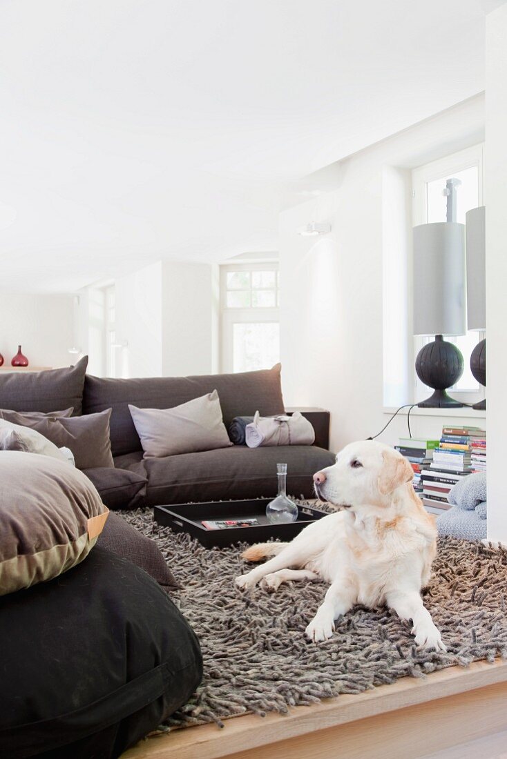 Dog on flokati rug with comfortable, brown sofa set in modern setting