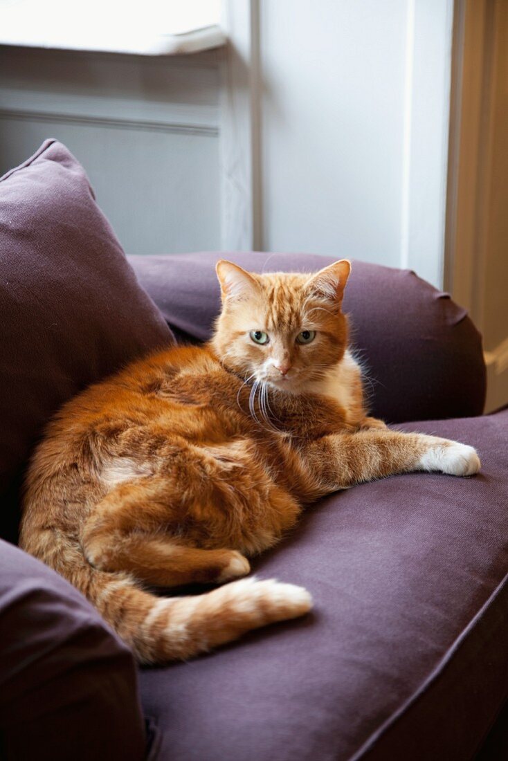 Ginger cat lying on purple armchair