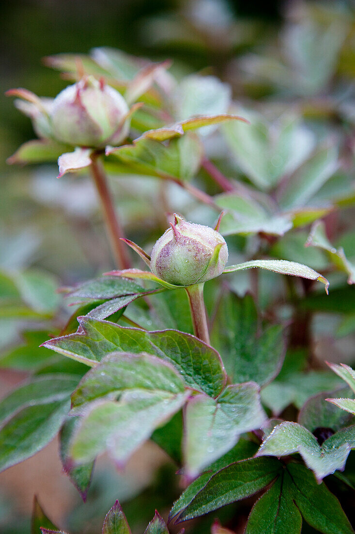 Peony buds (Paeonia) with dewdrops in the garden