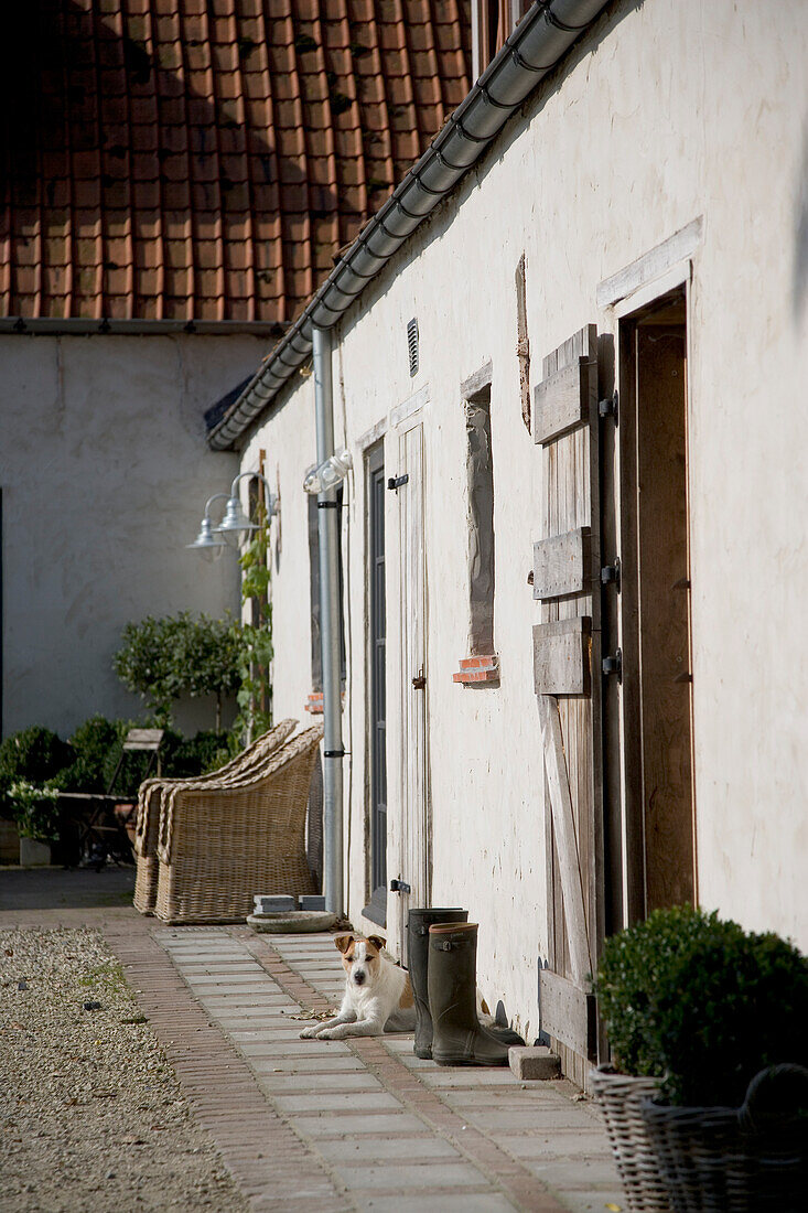 Dog lying in front of the front door