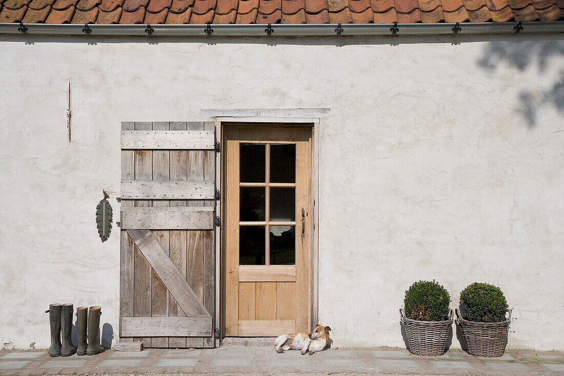 Dog lying in front of the front door, between wellies and boxwood tubs