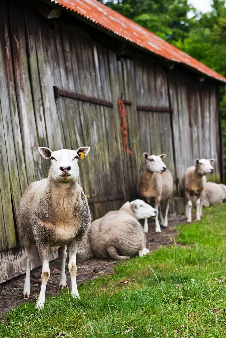 Sheep in front of a wooden barn