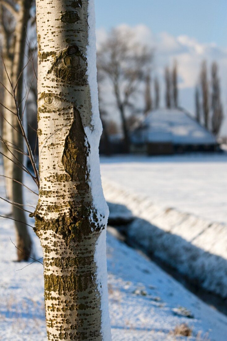 Trees in a snowy garden