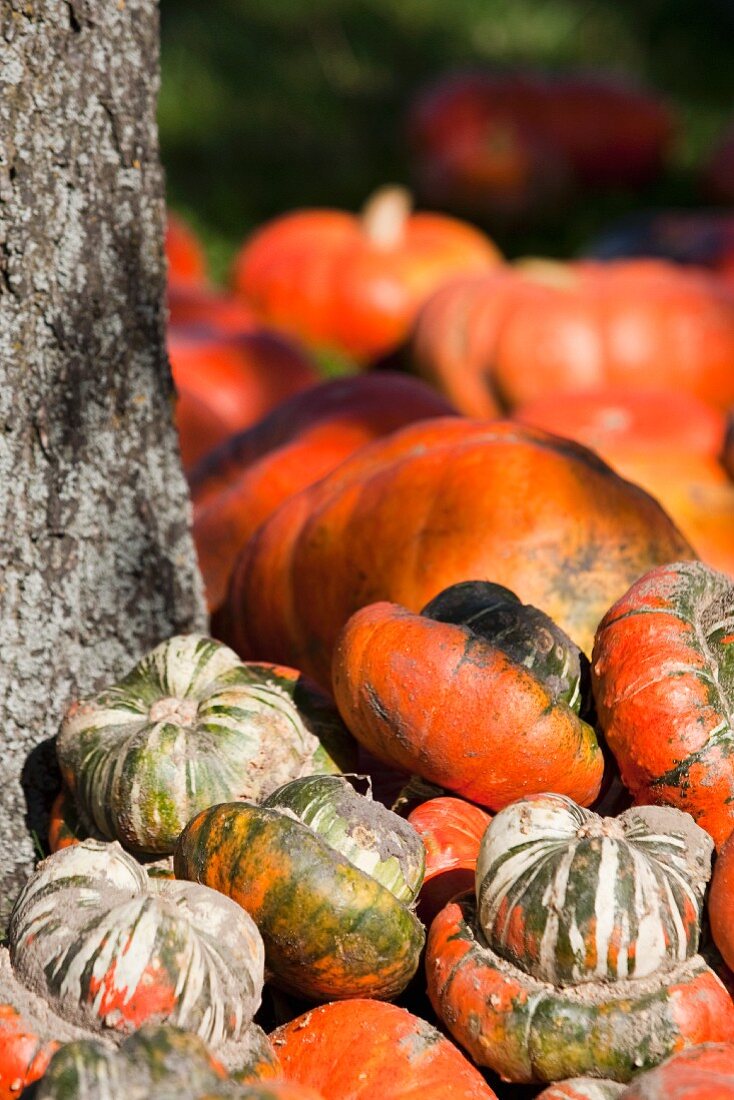Various pumpkins next to a tree