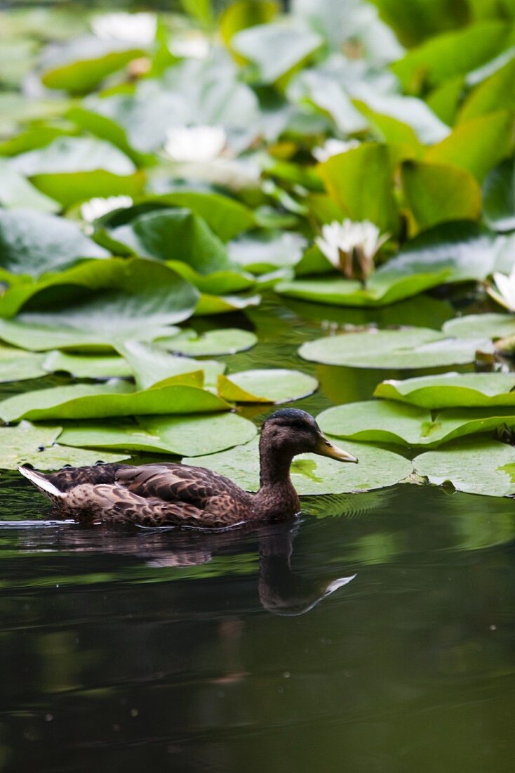 A duck swimming on a lily pond