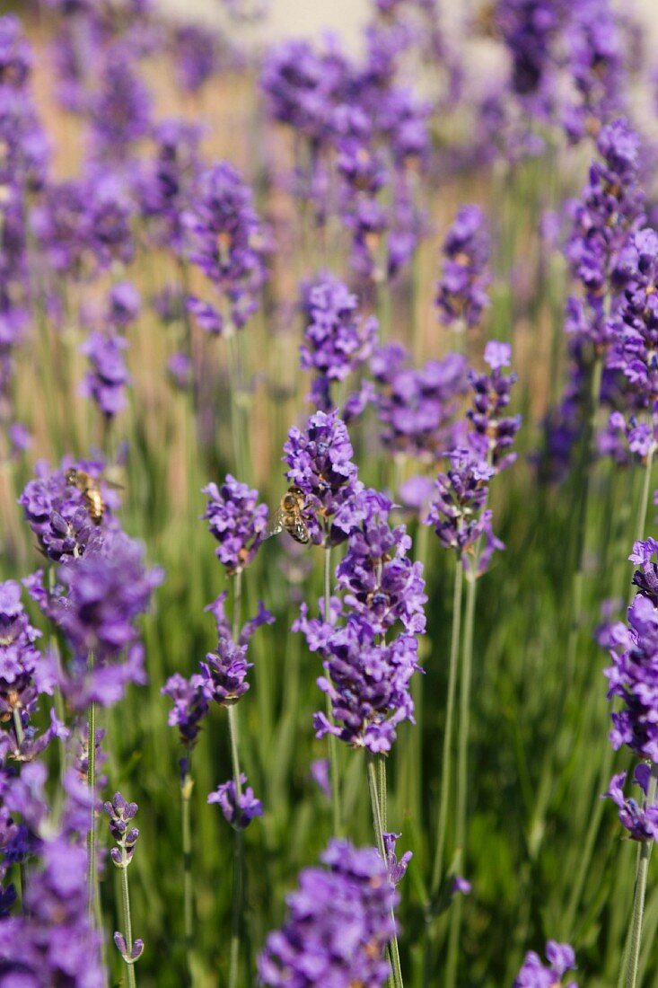 A lavender field (detail)
