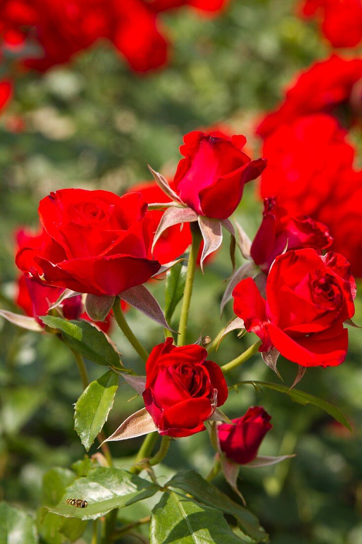 Rote Rosen (Nahaufnahme)