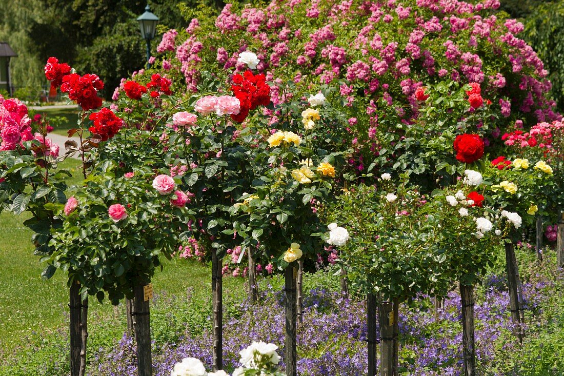 Roses in a park