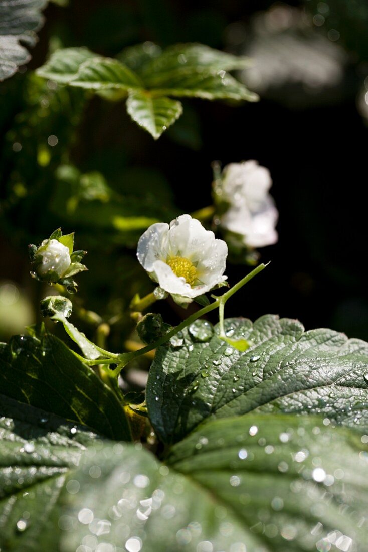 Strawberry flowers (close-up)