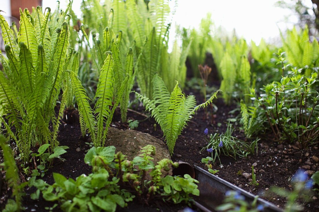 Farne im Garten