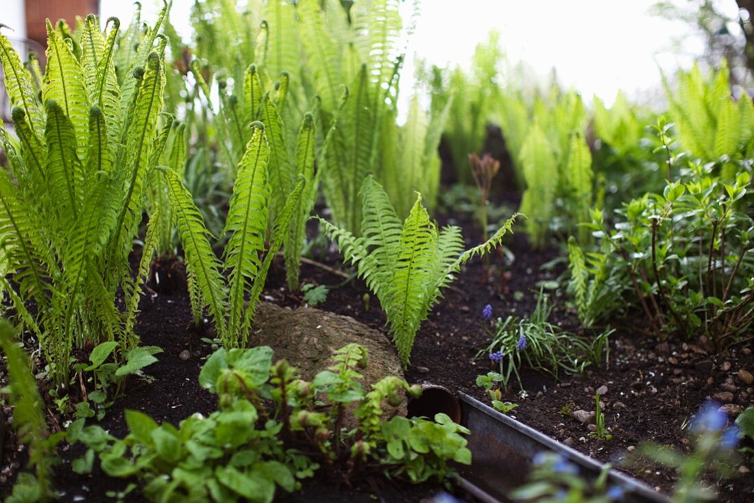 Ferns in a garden