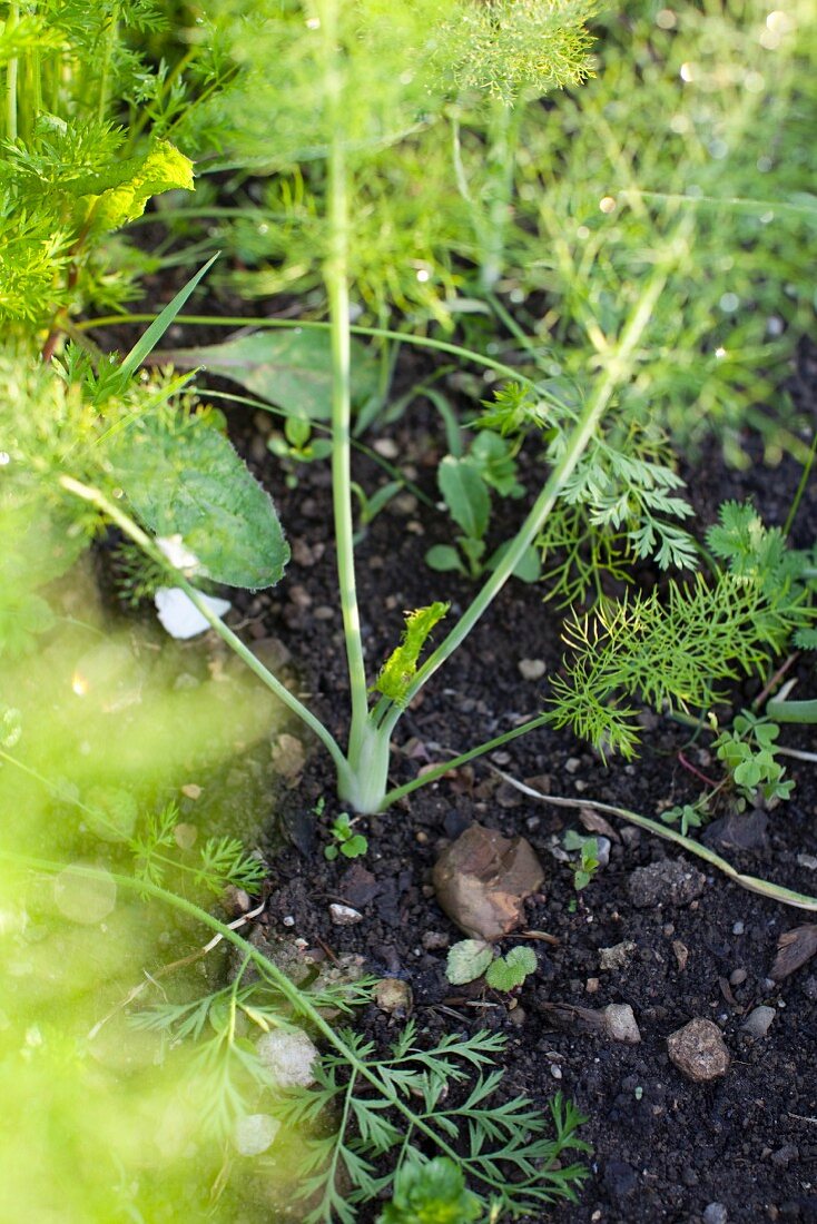 A fennel plant in a vegetable patch