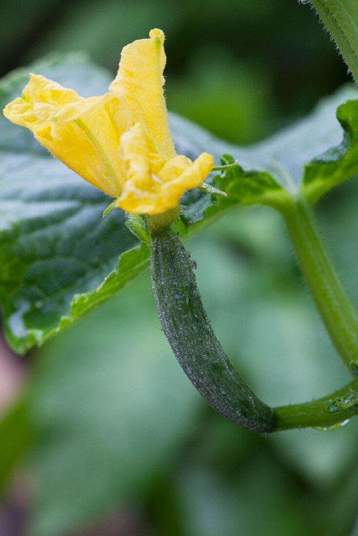 A cucumber and a flower on the plant