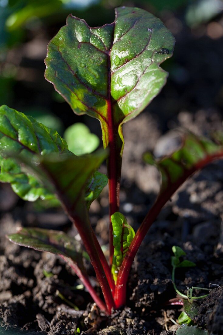 Red chard in a vegetable patch