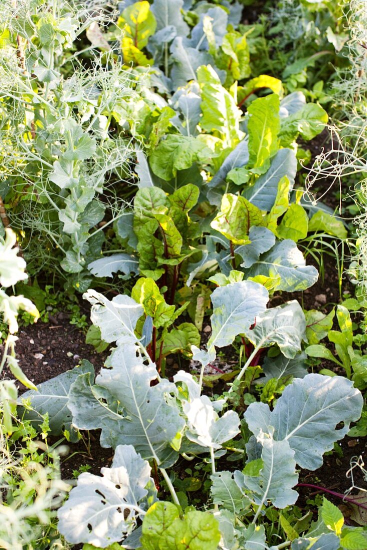 Kohlrabi and chard in a vegetable patch