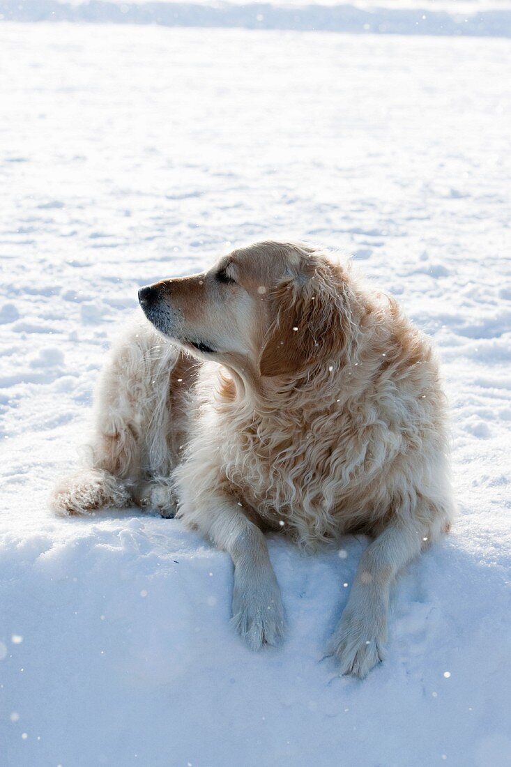 Hund im Schnee