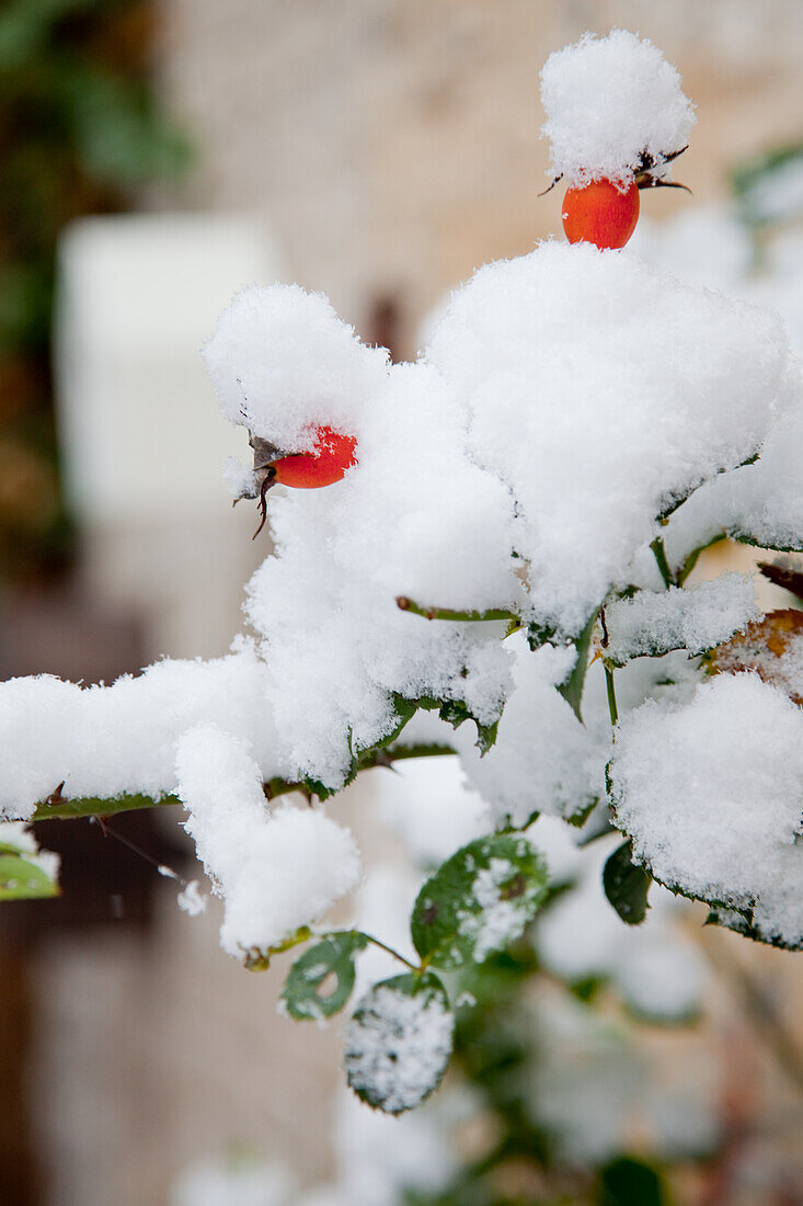 Hagebuttenzweig bedeckt mit Schnee