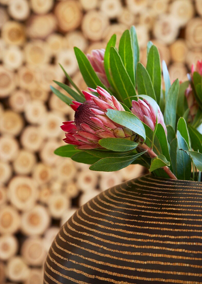 Exotische Protea-Blüten in bauchiger, braungestreifter Vase im Ethno-Look mit Brennholz im Hintergund