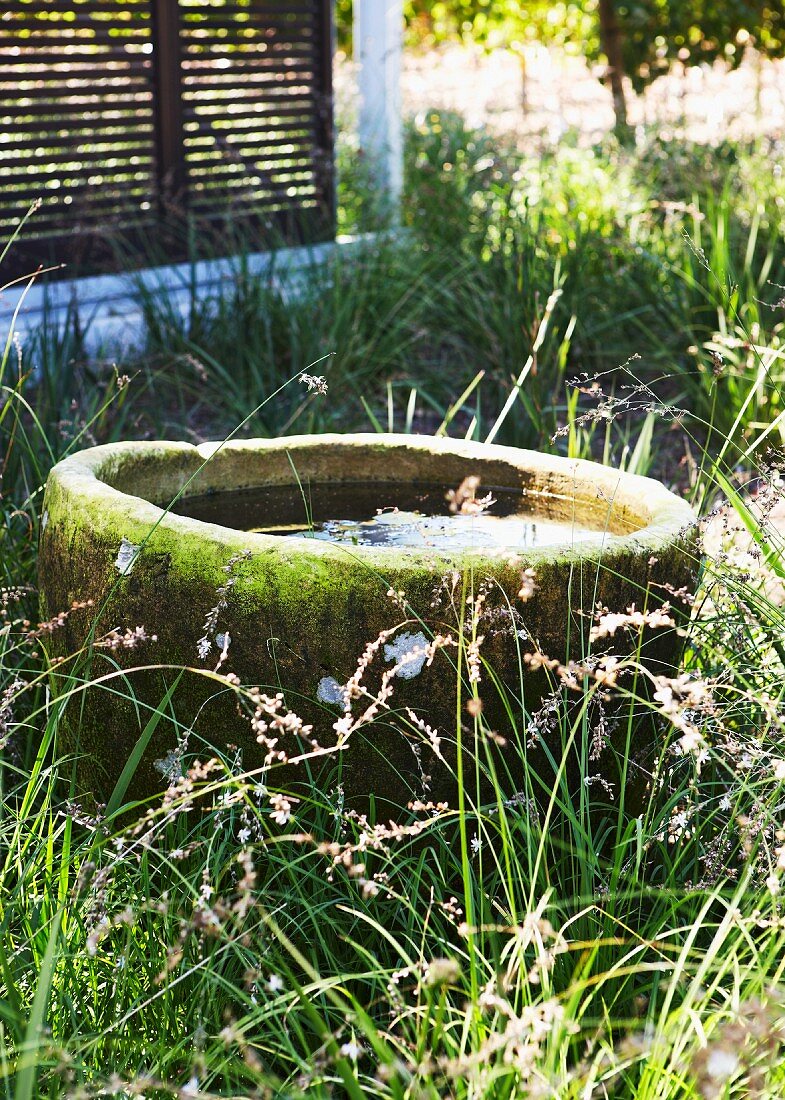 Bemooster Steintrog mit Wasser im hohen Gras und Schiebeladen im Hintergrund