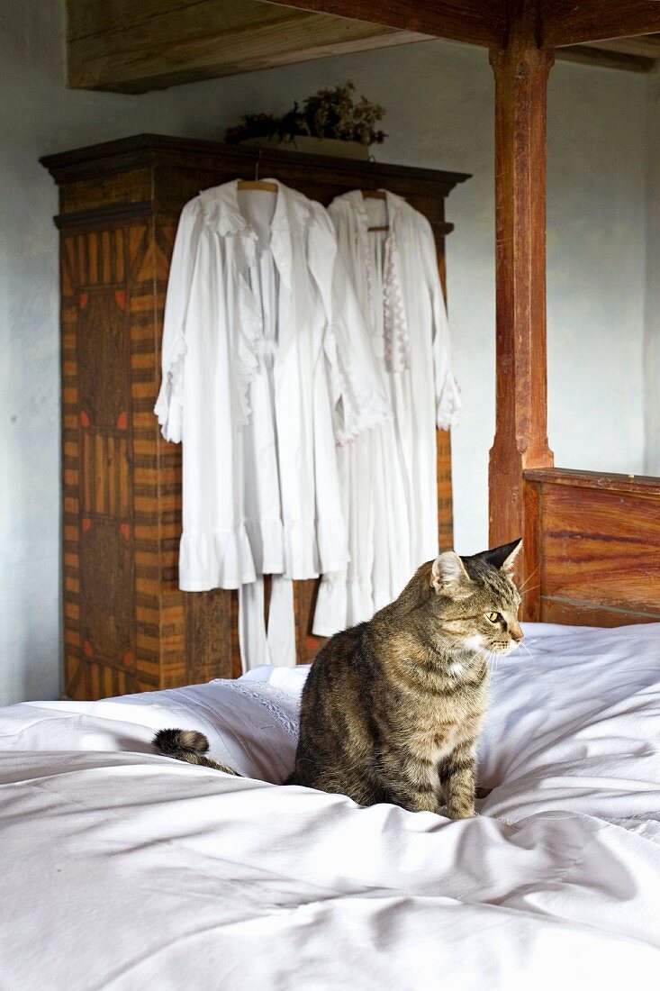 Cat on white bedspread; white nightclothes hanging on wardrobe in background